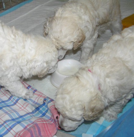 ... a dosycení z misečky...